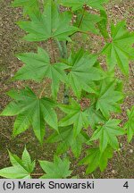 Acer campbellii (klon chiński)