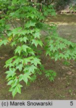 Acer campbellii (klon chiński)