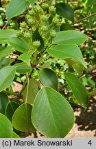 Trochodendron aralioides (trochodendron araliowaty)