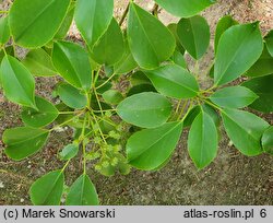 Trochodendron aralioides (trochodendron araliowaty)