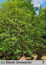 Trochodendron aralioides (trochodendron araliowaty)