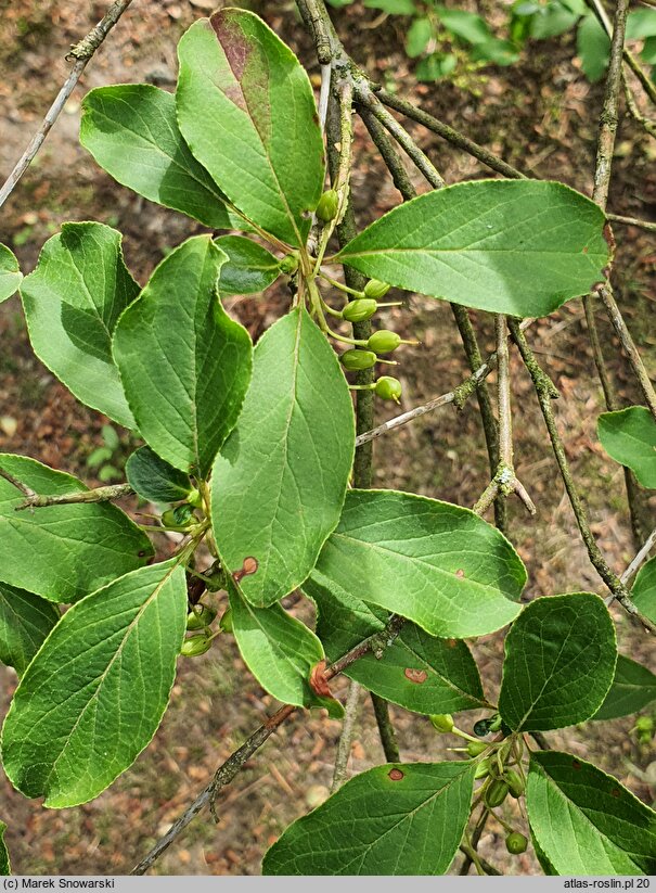 Enkianthus deflexus (Enkiant himalajski)