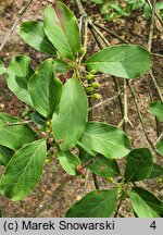 Enkianthus deflexus (Enkiant himalajski)