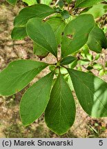 Enkianthus deflexus (Enkiant himalajski)