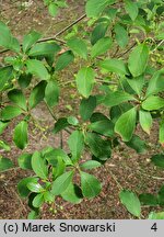 Enkianthus deflexus (Enkiant himalajski)