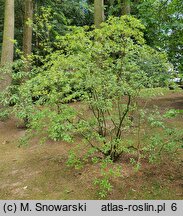 Enkianthus deflexus (Enkiant himalajski)