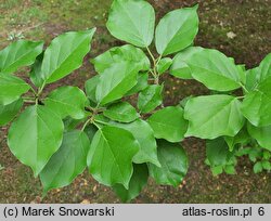 Maclura tricuspidata