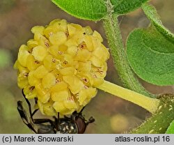 Maclura tricuspidata