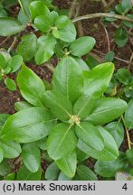 Rhododendron dauricum (różanecznik dahurski)