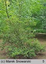 Rhododendron dauricum (różanecznik dahurski)