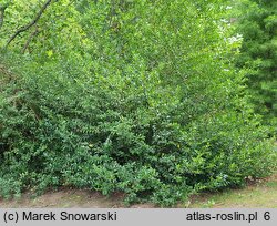 Ilex ×meserveae (ostrokrzew Meservy)