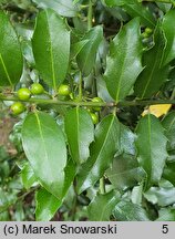 Ilex ×meserveae (ostrokrzew Meservy)