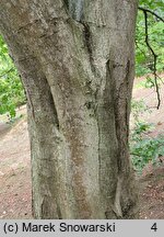 Carpinus orientalis (grab wschodni)