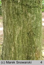 Carpinus orientalis (grab wschodni)