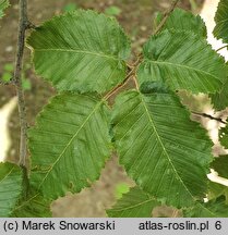 Carpinus orientalis (grab wschodni)