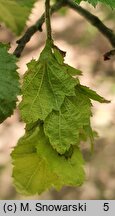 Carpinus orientalis (grab wschodni)