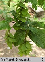 Carpinus orientalis (grab wschodni)