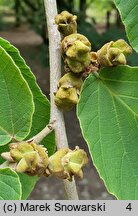 Hamamelis mollis (oczar chiński)