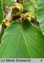 Hamamelis mollis (oczar chiński)