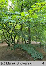 Hamamelis mollis (oczar chiński)