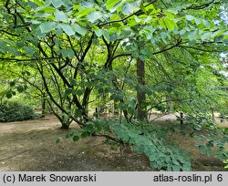 Hamamelis mollis (oczar chiński)