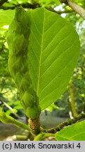 Magnolia denudata (magnolia naga)