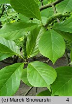 Magnolia denudata (magnolia naga)