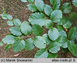 Betula medwediewii (brzoza Miedwiediewa)