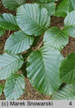 Betula medwediewii (brzoza Miedwiediewa)