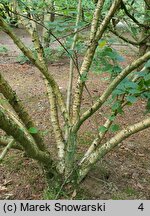 Betula medwediewii (brzoza Miedwiediewa)