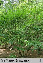 Betula medwediewii (brzoza Miedwiediewa)