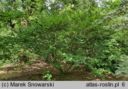 Betula medwediewii (brzoza Miedwiediewa)