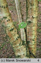 Betula medwediewii (brzoza Miedwiediewa)