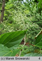 Poliothyrsis sinensis (poliotyrsis chiński)