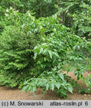 Poliothyrsis sinensis (poliotyrsis chiński)