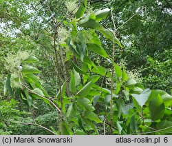 Poliothyrsis sinensis (poliotyrsis chiński)