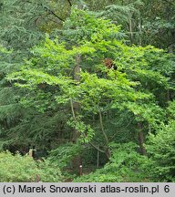 Diospyros lotus (hurma kaukaska)