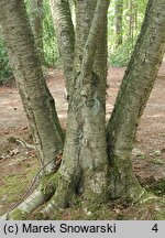 Betula alleghaniensis (brzoza żółta)