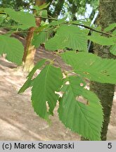 Betula alleghaniensis (brzoza żółta)