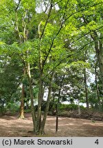 Betula alleghaniensis (brzoza żółta)