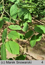 Betula alleghaniensis (brzoza żółta)