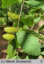 Betula alleghaniensis (brzoza żółta)