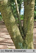 Betula alleghaniensis (brzoza żółta)