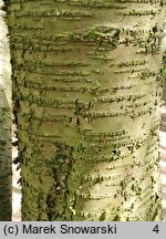 Betula alleghaniensis (brzoza żółta)