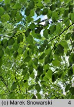 Betula lenta (brzoza cukrowa)