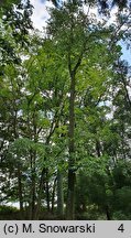 Betula lenta (brzoza cukrowa)