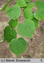 Cercis chinensis (judaszowiec chiński)