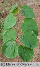 Cercis chinensis (judaszowiec chiński)