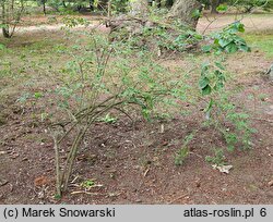 Abeliophyllum distichum (abeliofyllum koreańskie)