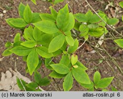 Abeliophyllum distichum (abeliofyllum koreańskie)